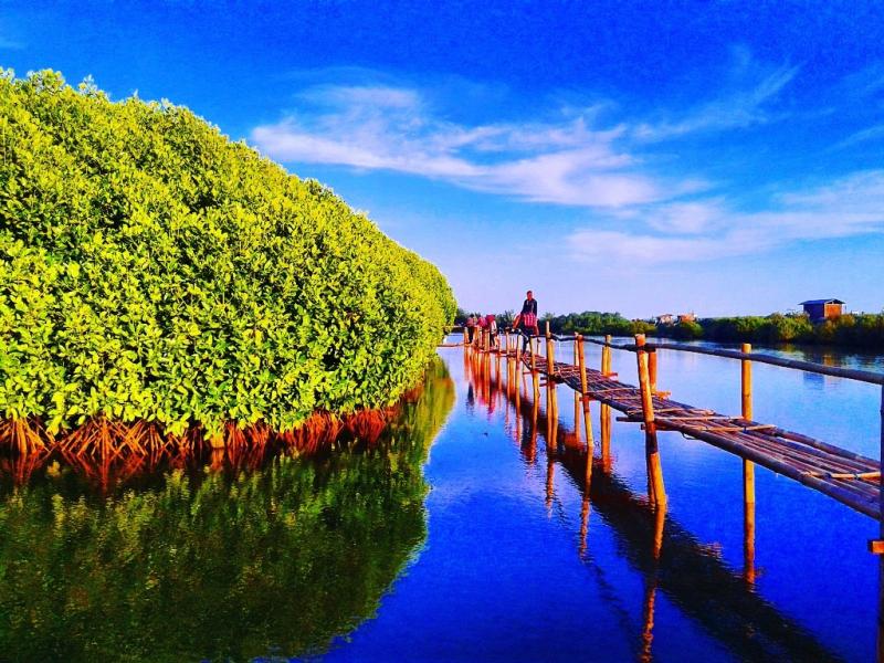 Wisata Hutan Mangrove Kulonprogo Yang Masih Baru